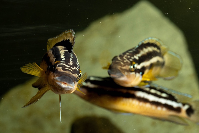 Julidochromis sp. 'ornatus uvira' Uvira